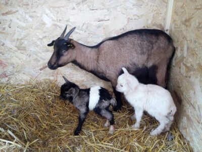 olivello_fattoria_didattica (5)